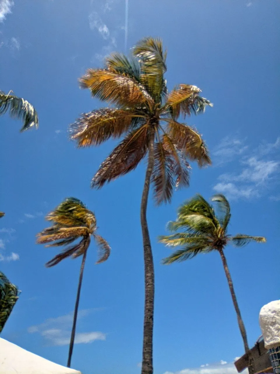 Palmeras Playas San Luis
