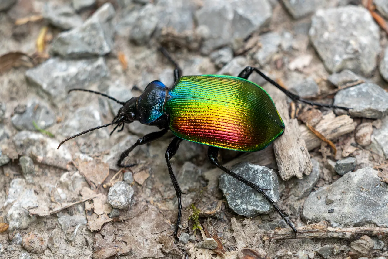 Großer Puppenräuber Calosoma sycophanta_P1814213.jpg