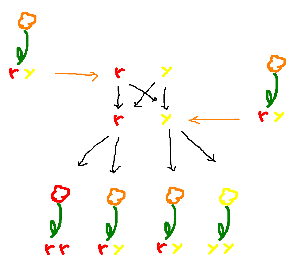 flower3.png