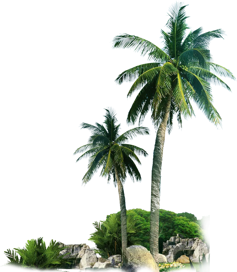 palm-trees-uuj.png