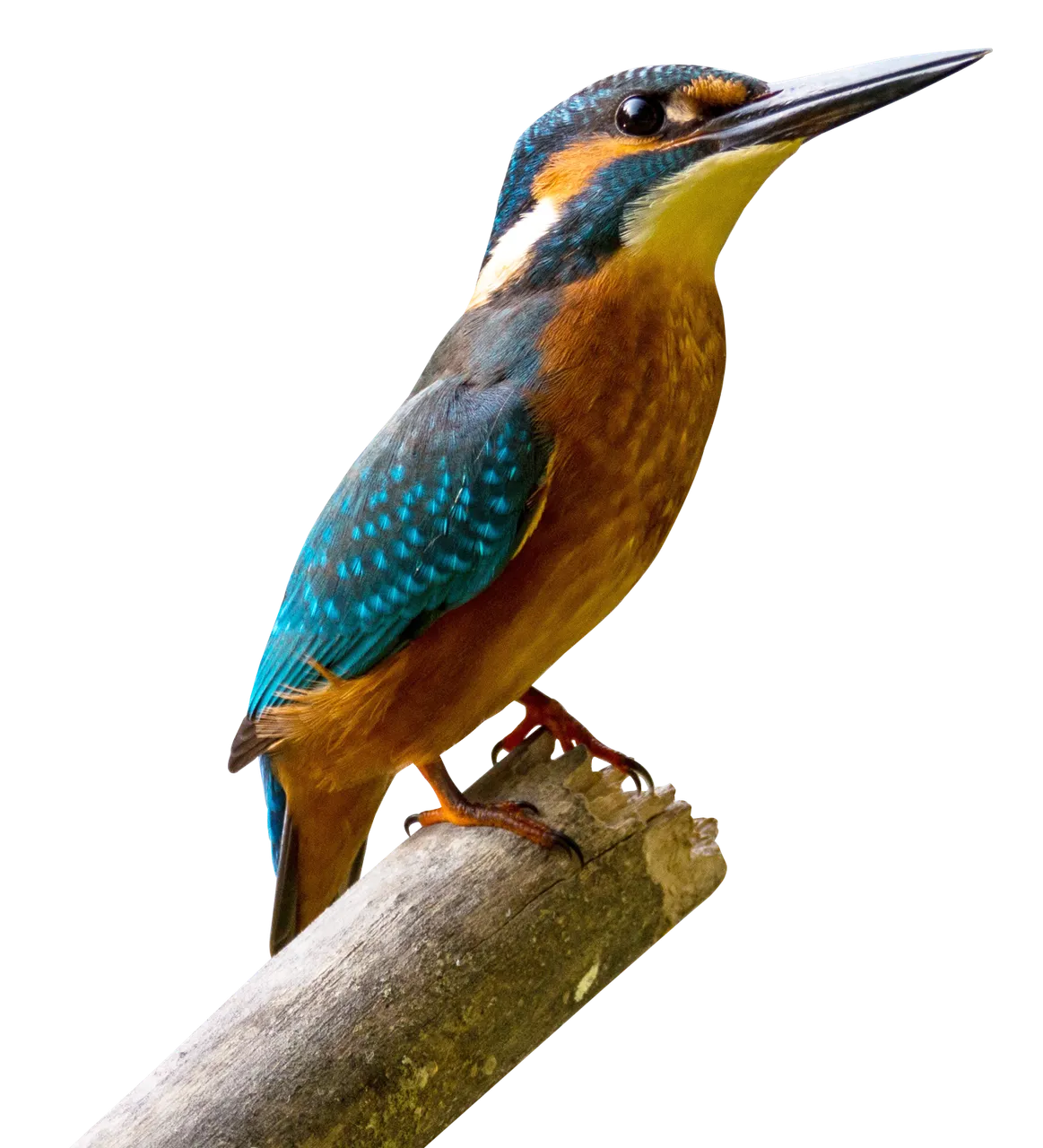 purepng.com-kingfisher-birdbirdsflyanimals-631522936498w5hgz.png