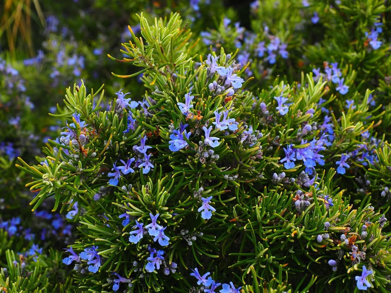 rosemary-1090419_1280.jpg