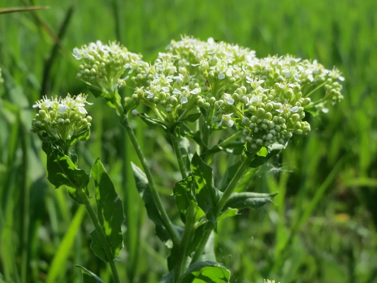 lepidium-draba-855411_1280.jpg