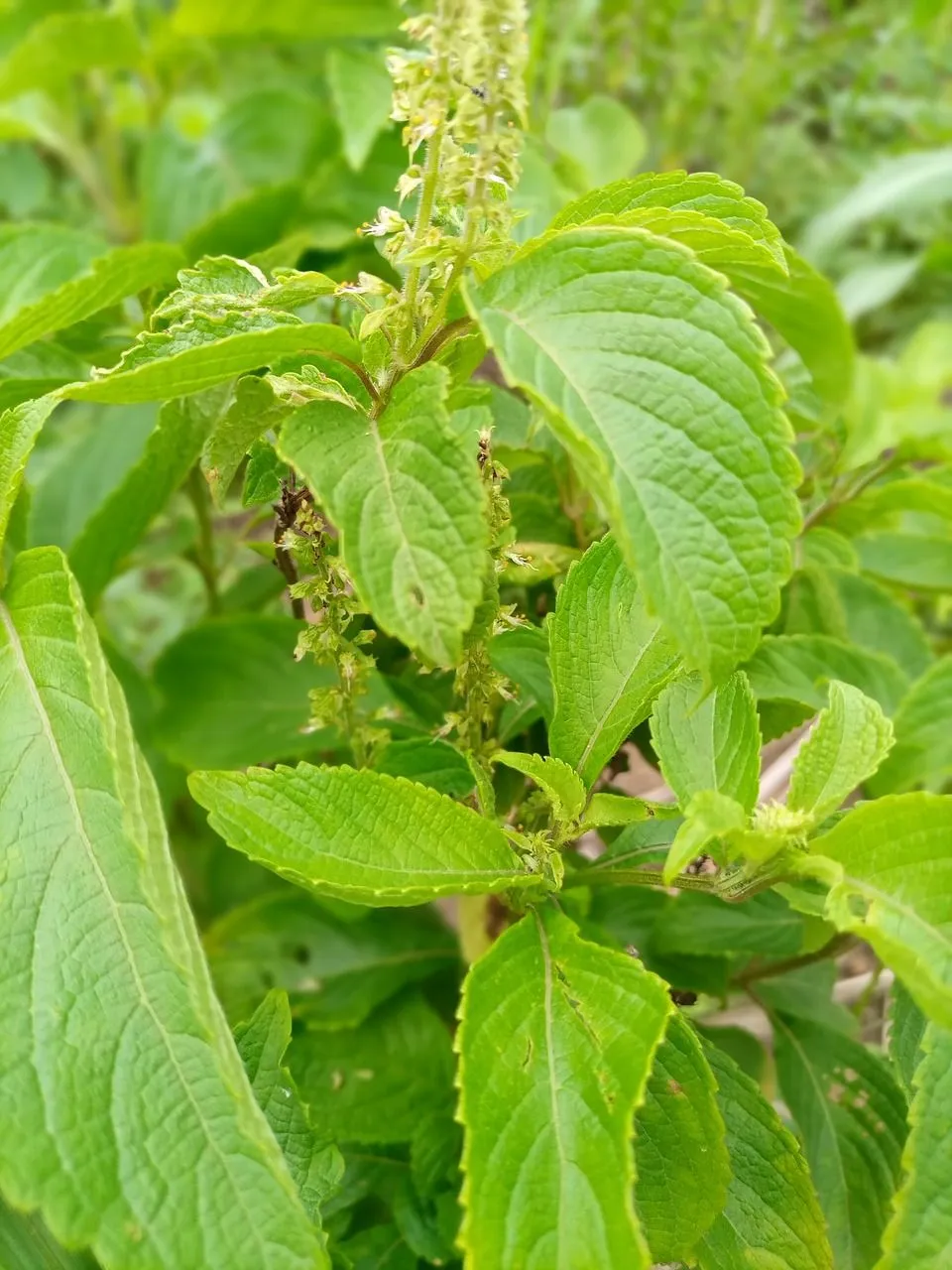 clove-basil-5313784_1280.jpg