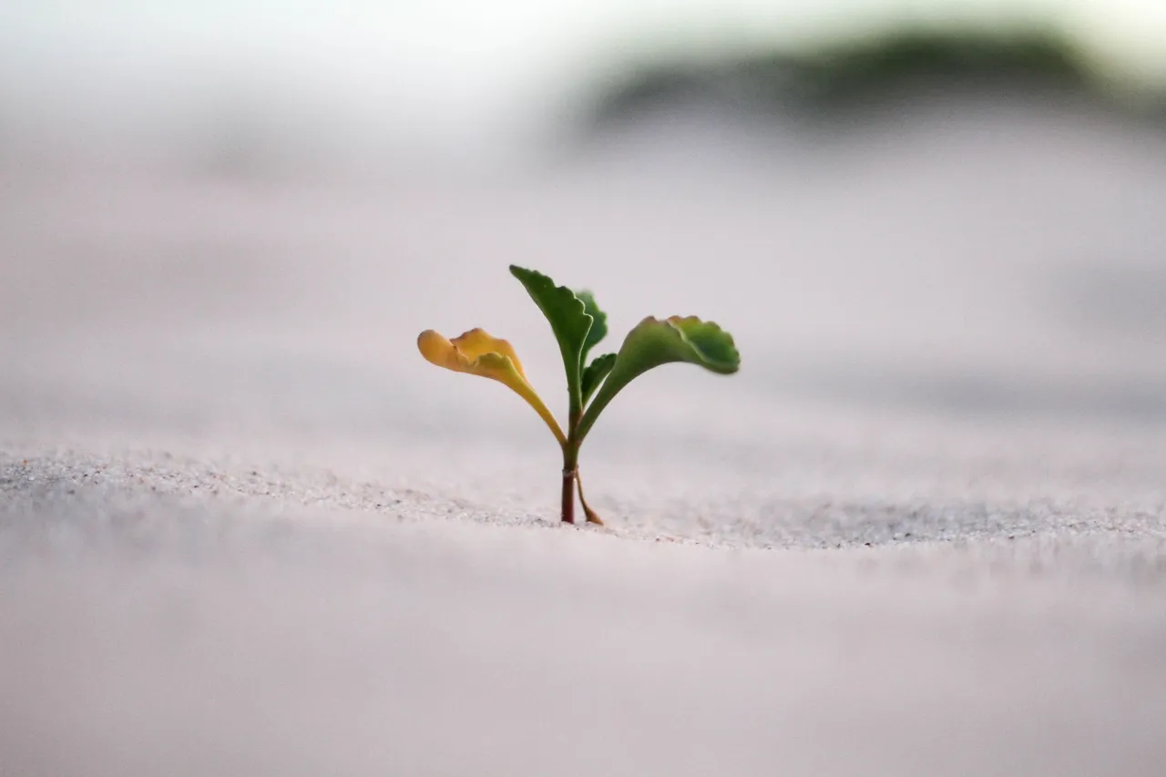 small_plant.jpg