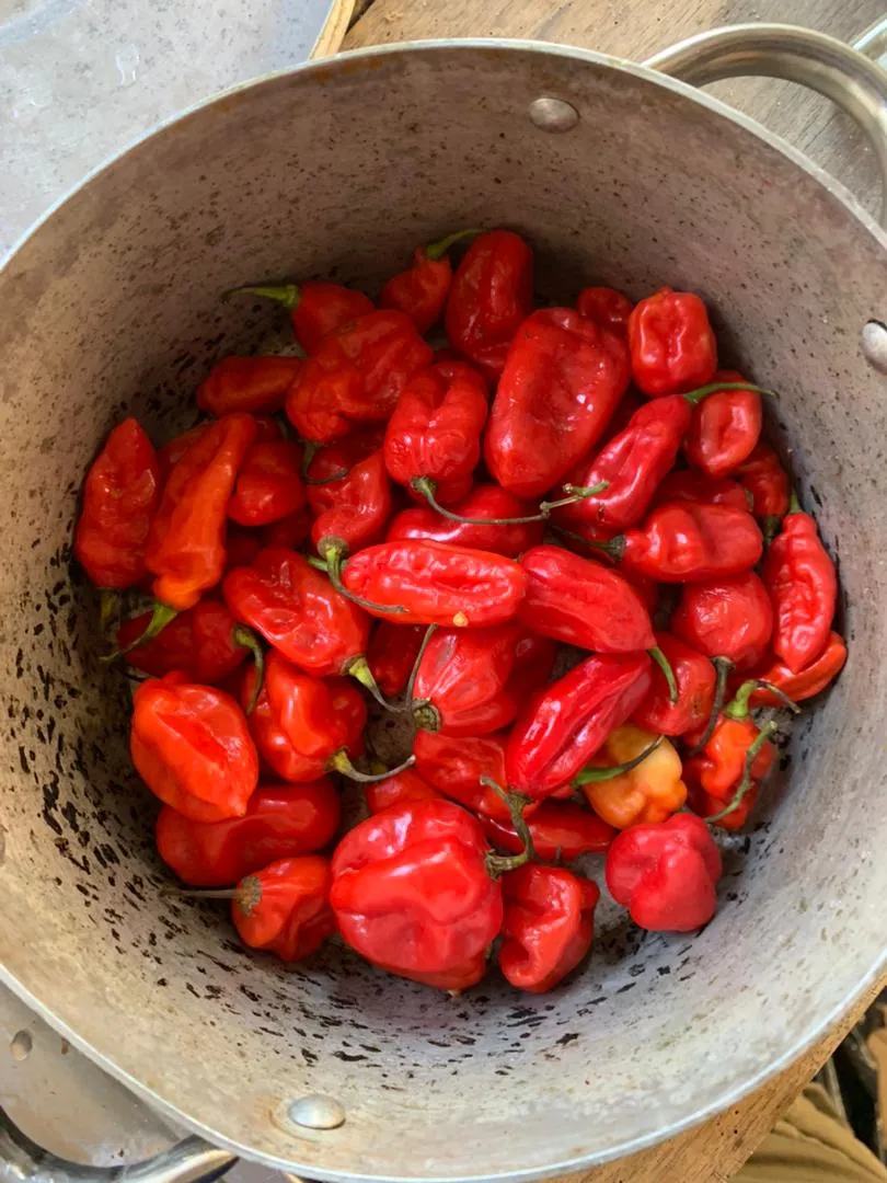 Fresh Scotch Bonnet Peppers