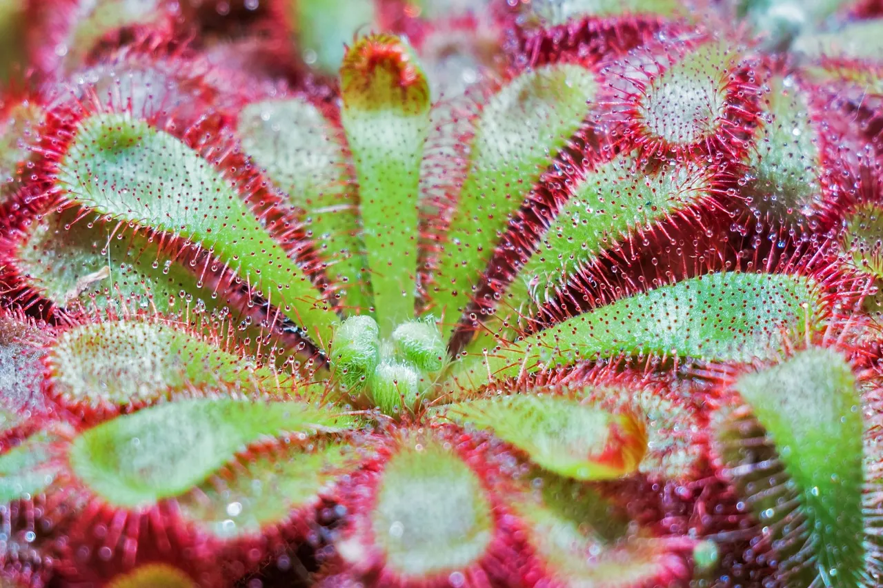 DROSERA.jpg