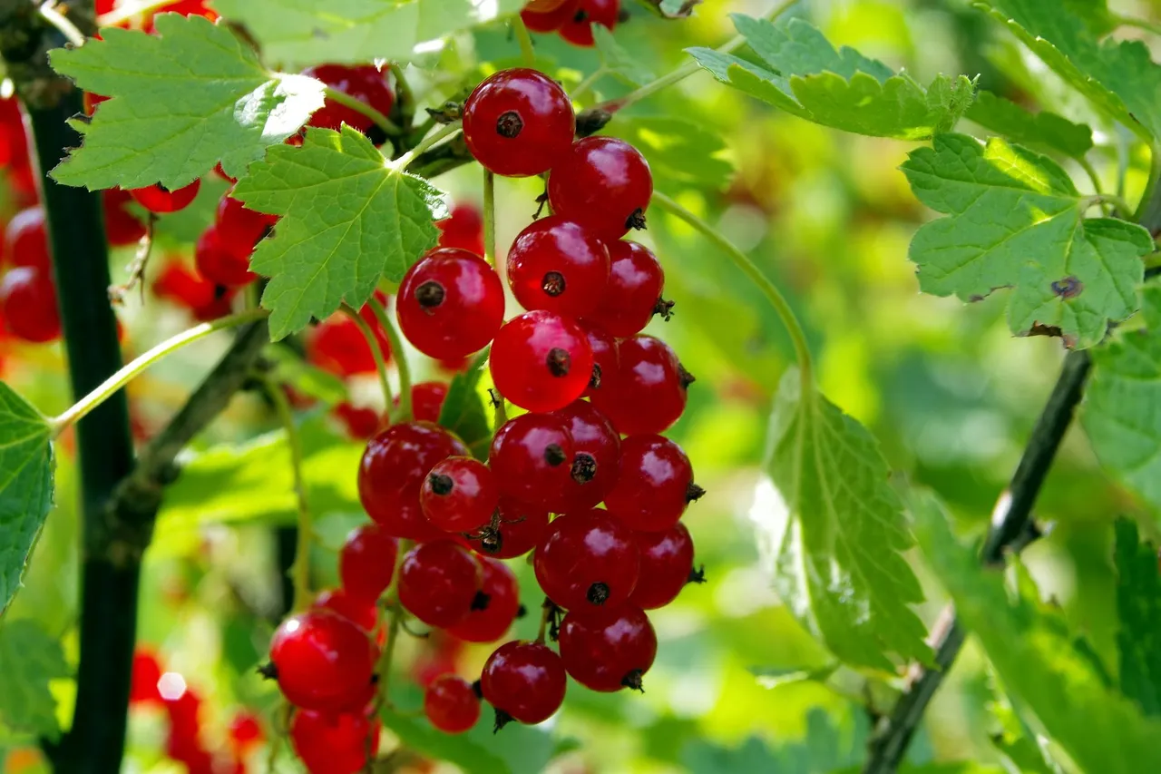 RIBES.jpg