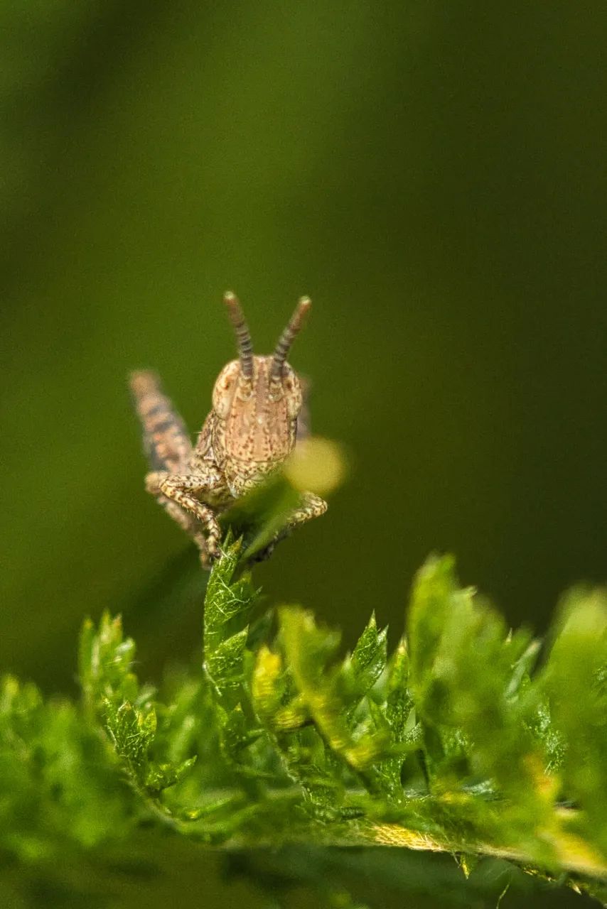 53887352269_90c2ec2eab_o.jpg
