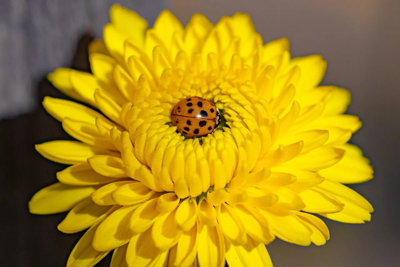 51710447029_352d5091b8_o.jpg