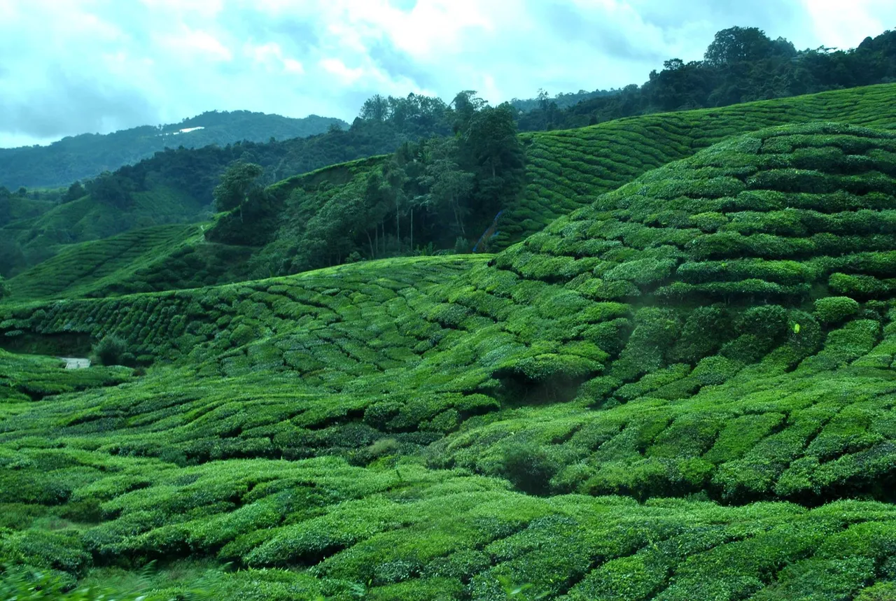 SDD - Cameron Highlands (2).jpg