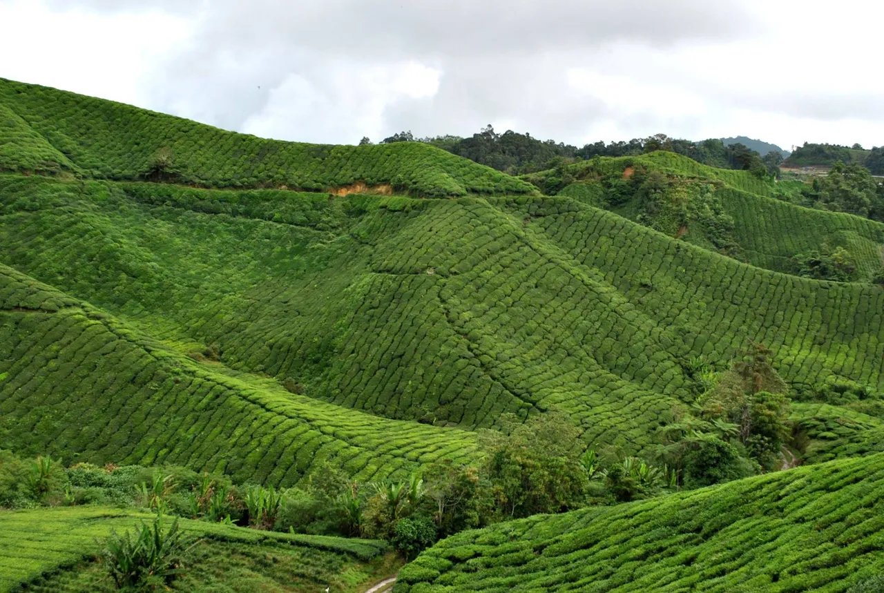 SDD - Cameron Highlands (1).jpg