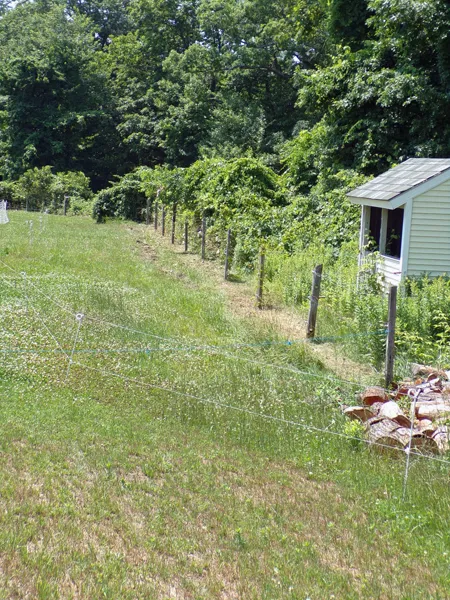 Front pasture  weedwacked fence crop July 2020.jpg