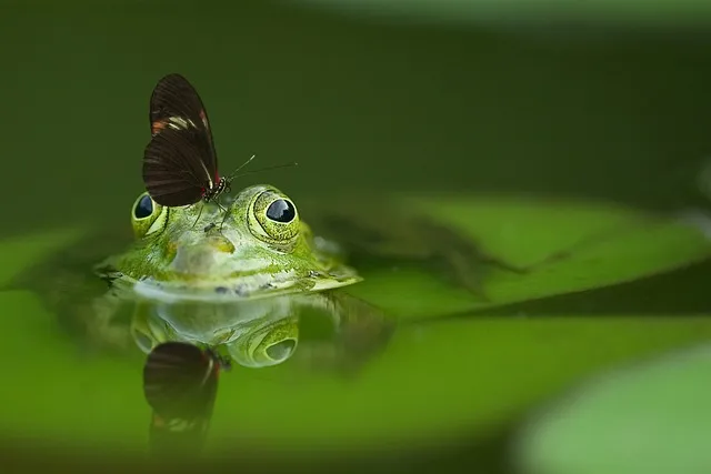 frog-ga4919b130_640.jpg