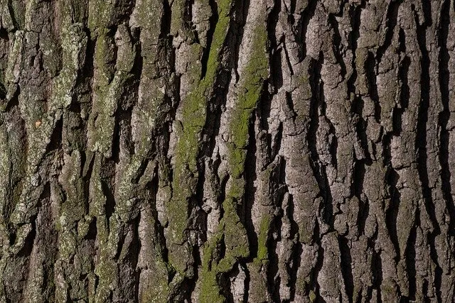 bark-ge8159dc6e_640.jpg