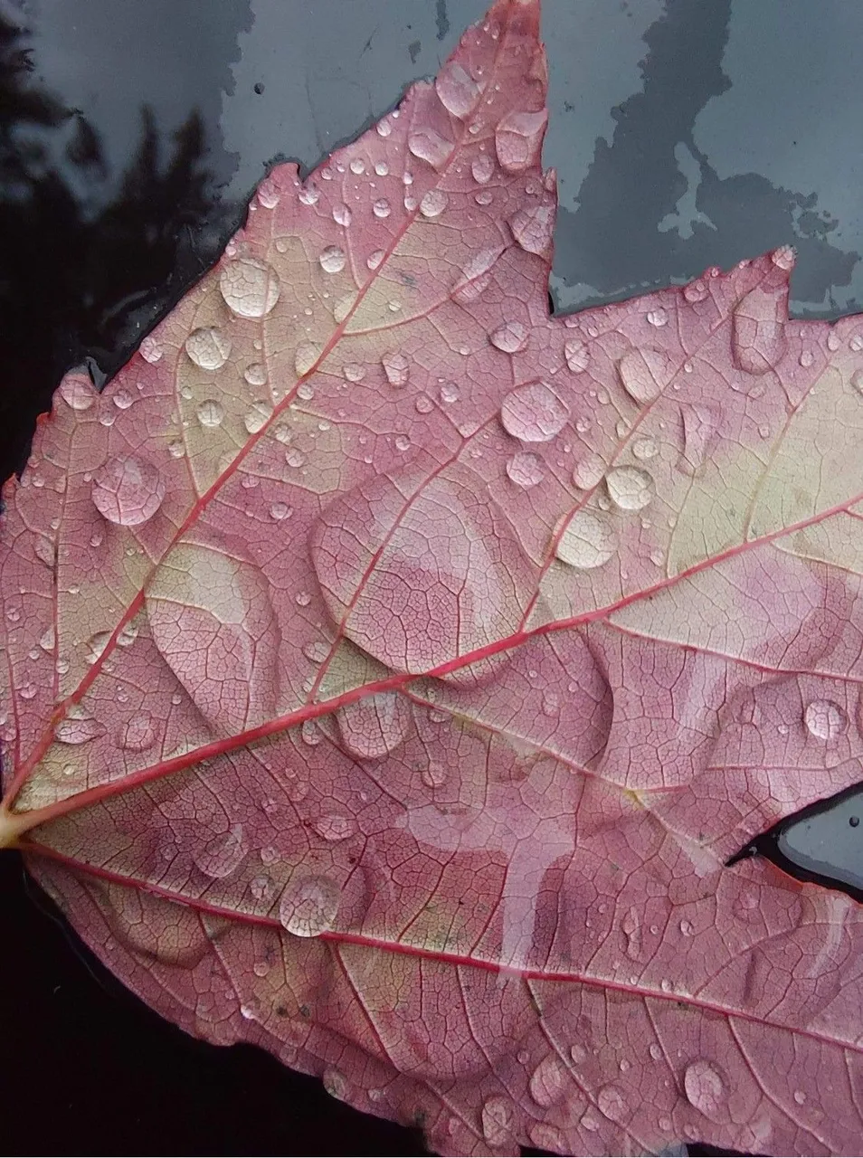 leaf1.jpg