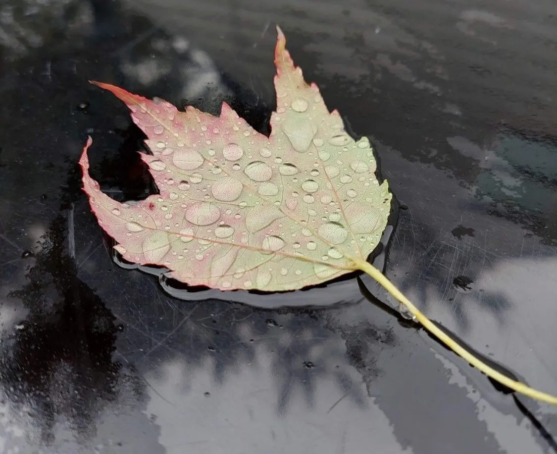 leaf3.jpg