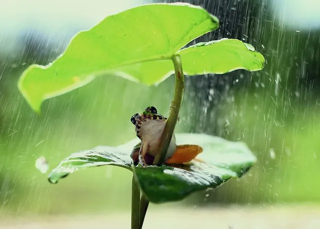 frog-ge7fd425f8_640.jpg