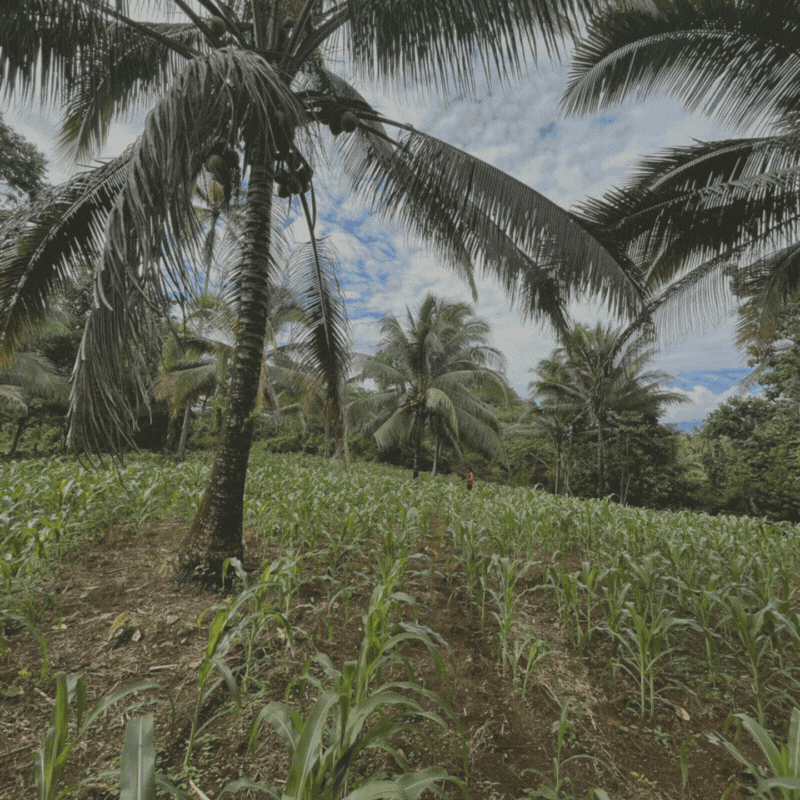 buko1.gif
