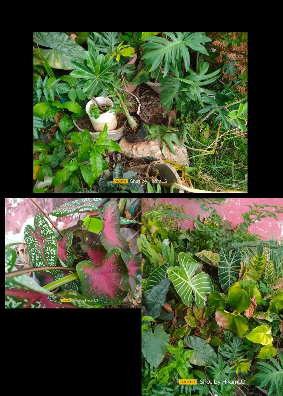 photocollage_202439153031311.jpg