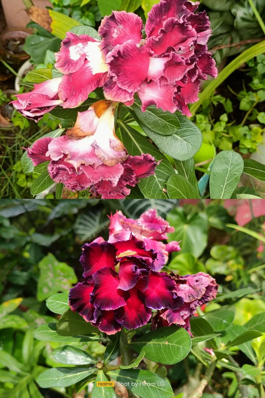 photocollage_202391952420668.jpg