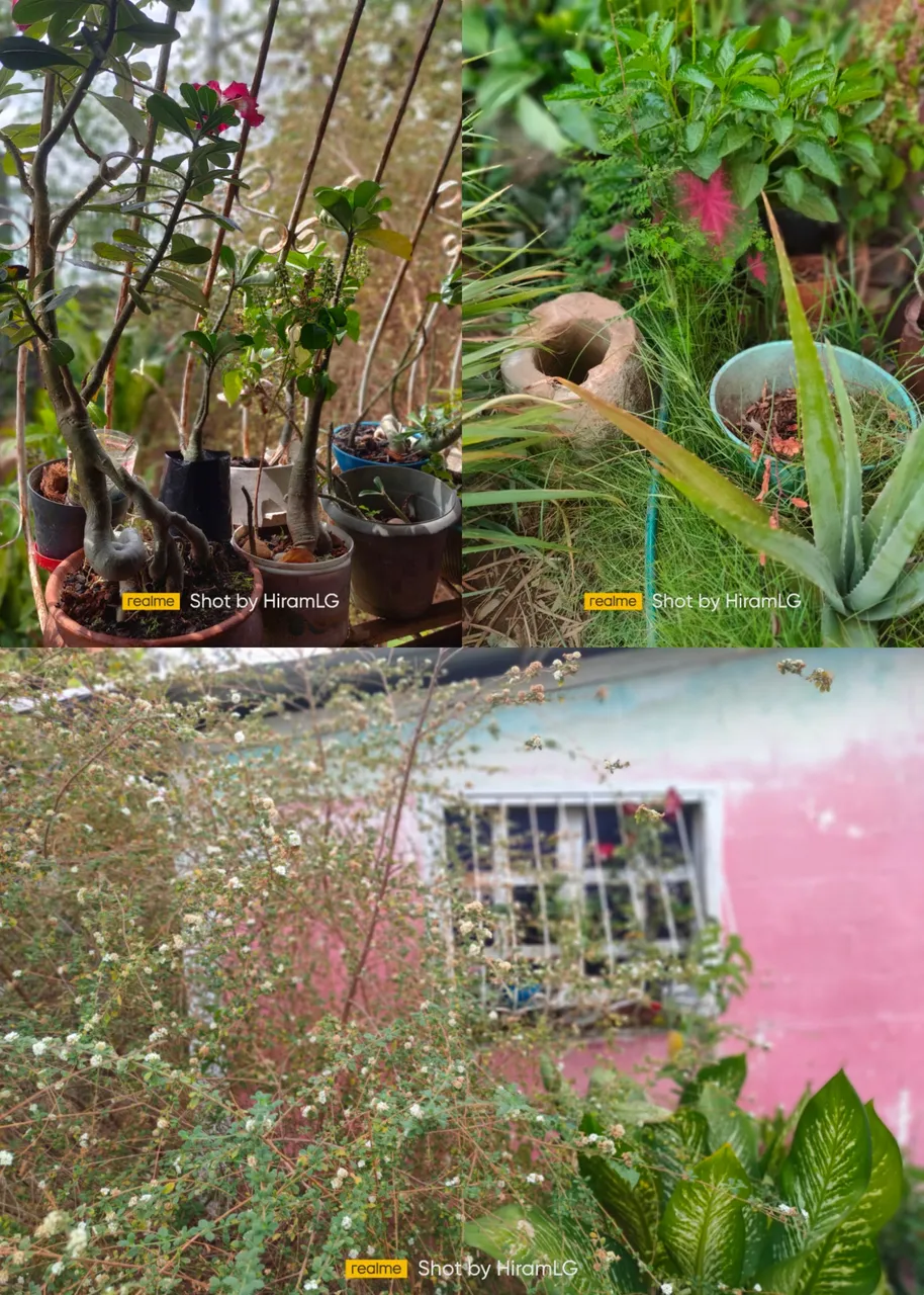 photocollage_202439152731368.jpg