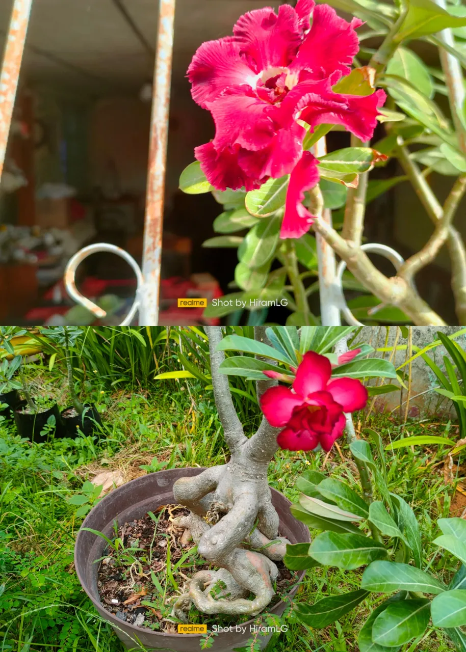photocollage_20243915470411.jpg