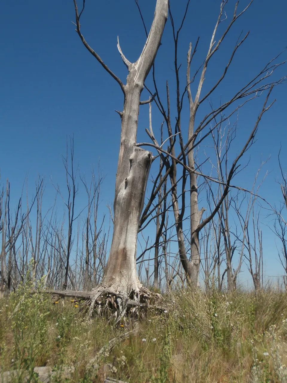 88.-P2090205.JPG