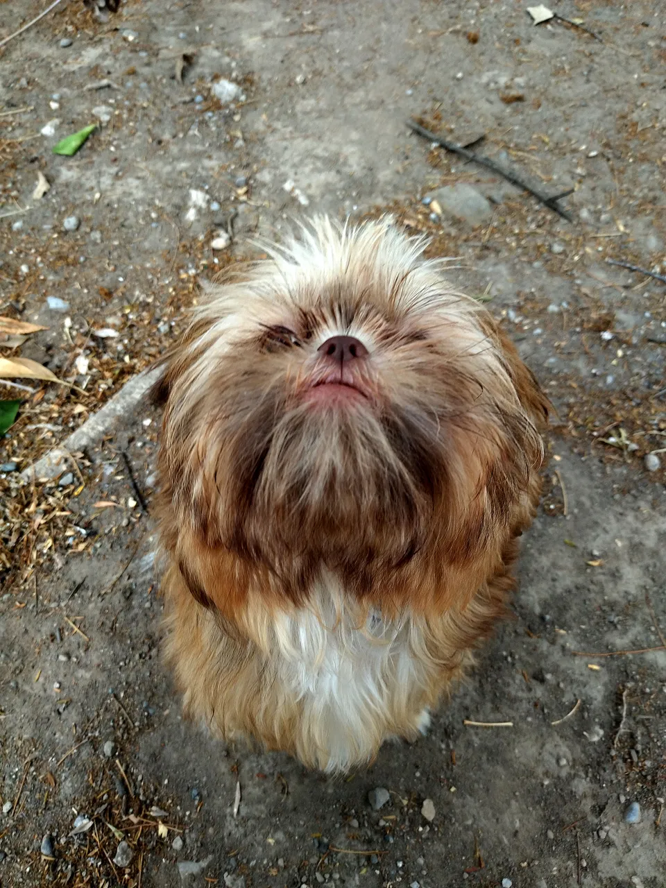 Dog.jpg