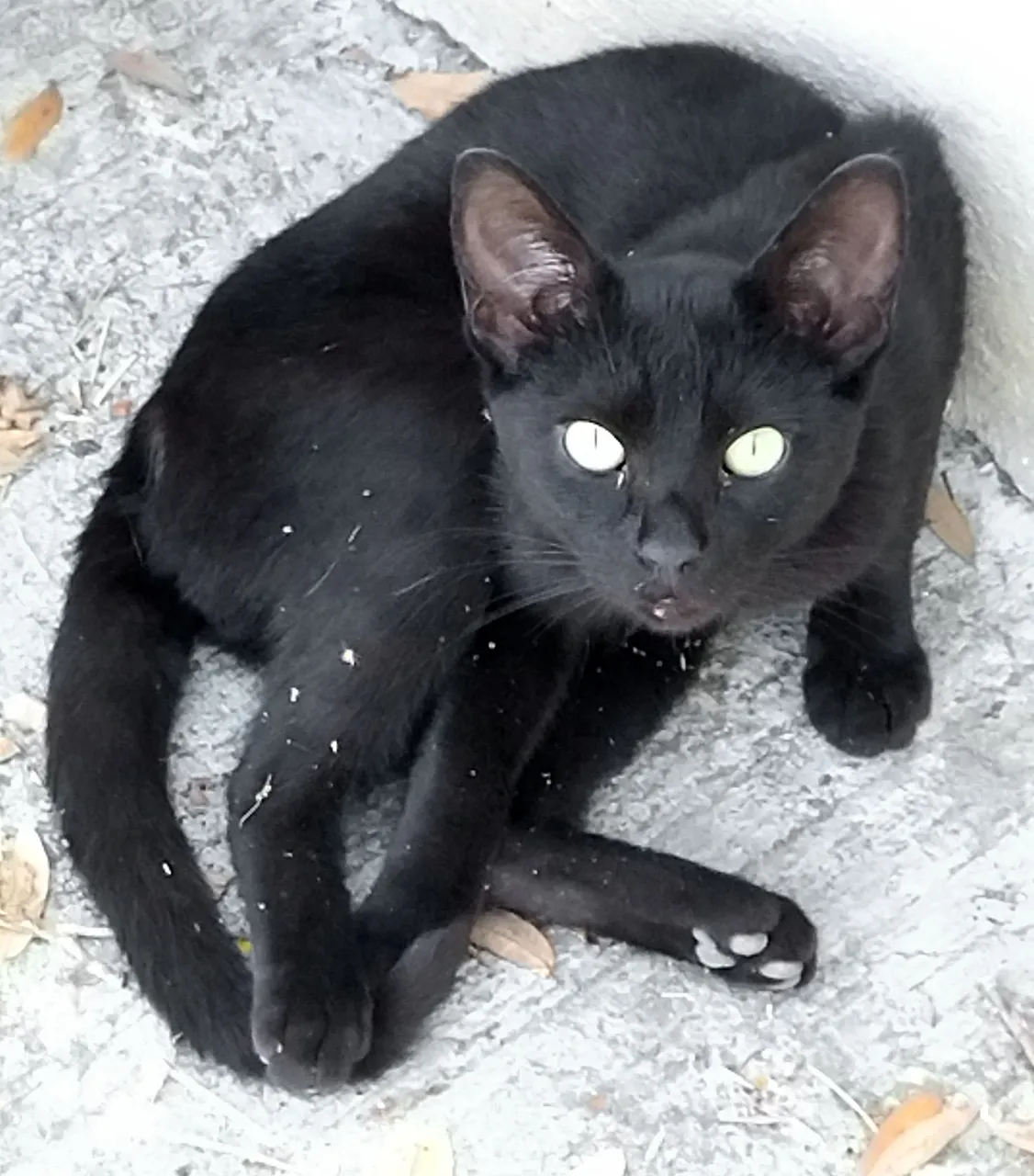Cat.jpg