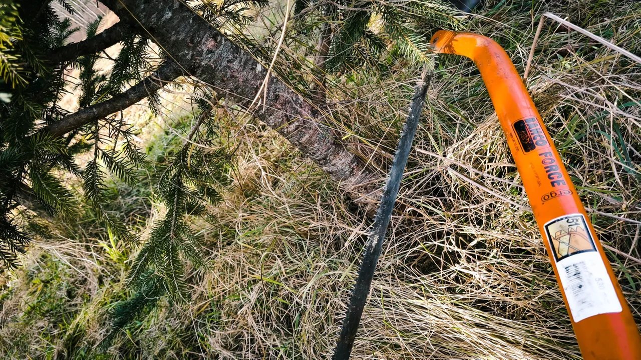 treecutting_-16.jpg