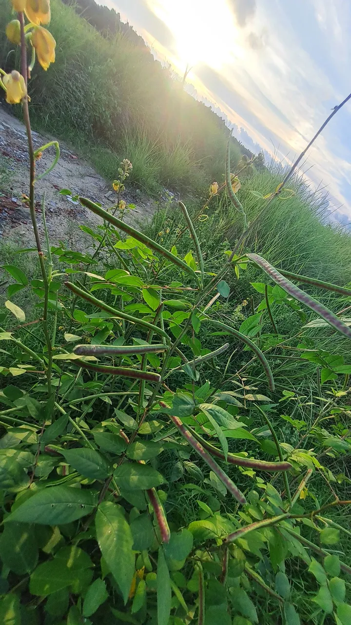 Nature