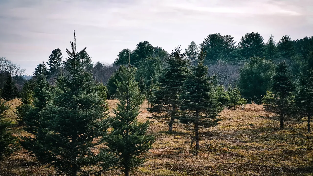 treecutting_-2.jpg