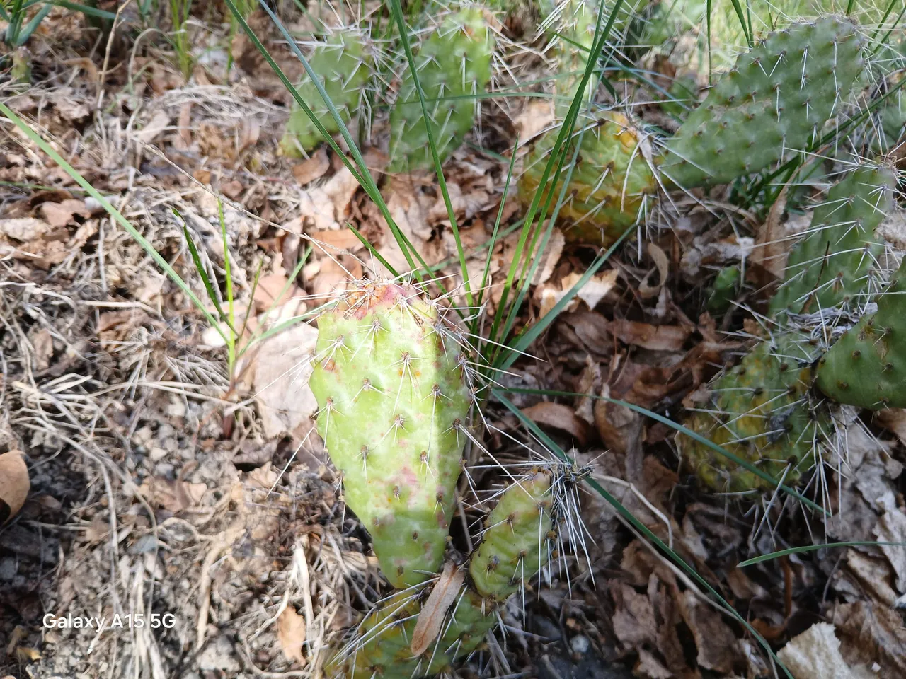 20240419_162429.jpg