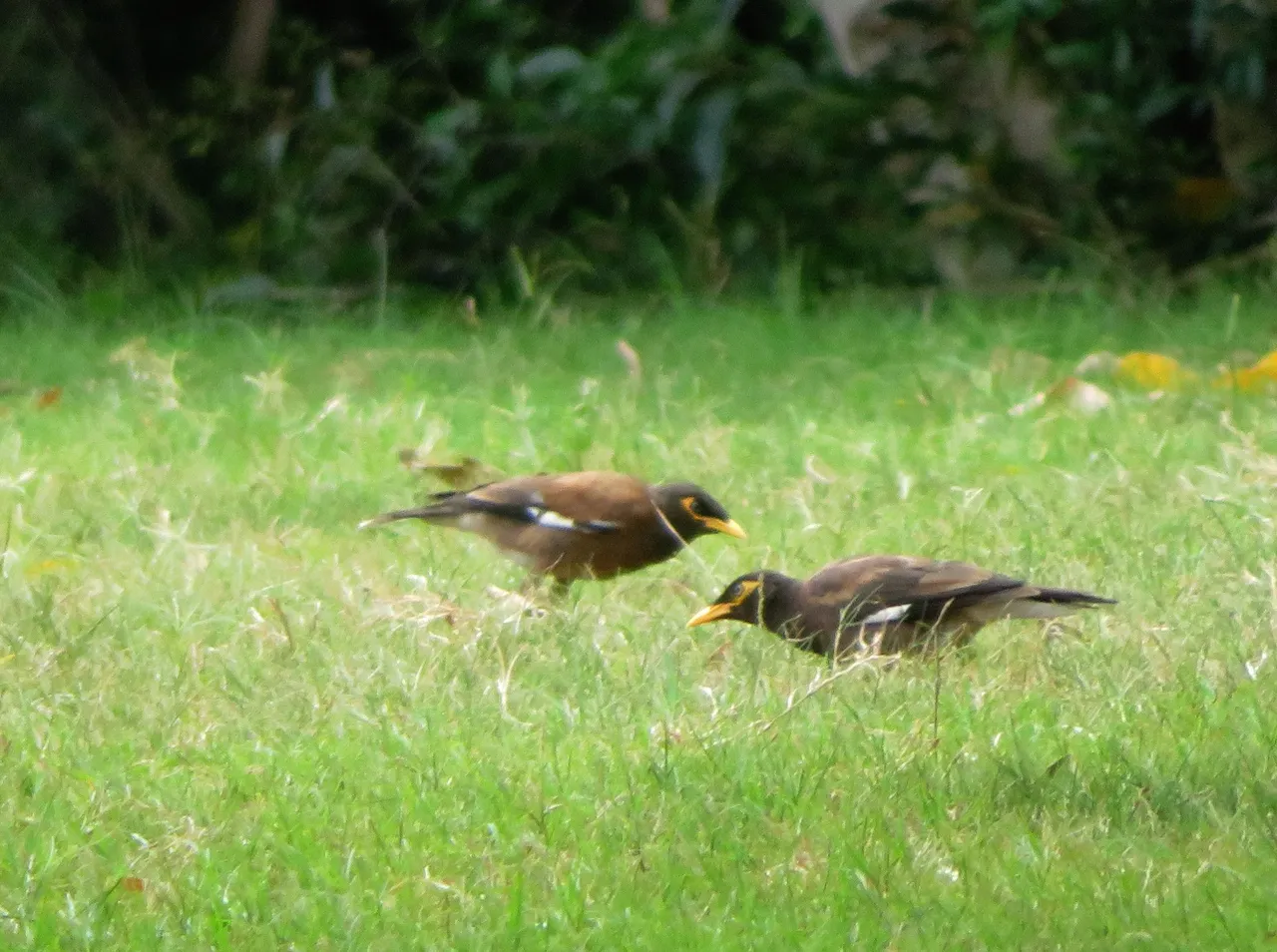 1115-IndianMynah.JPG