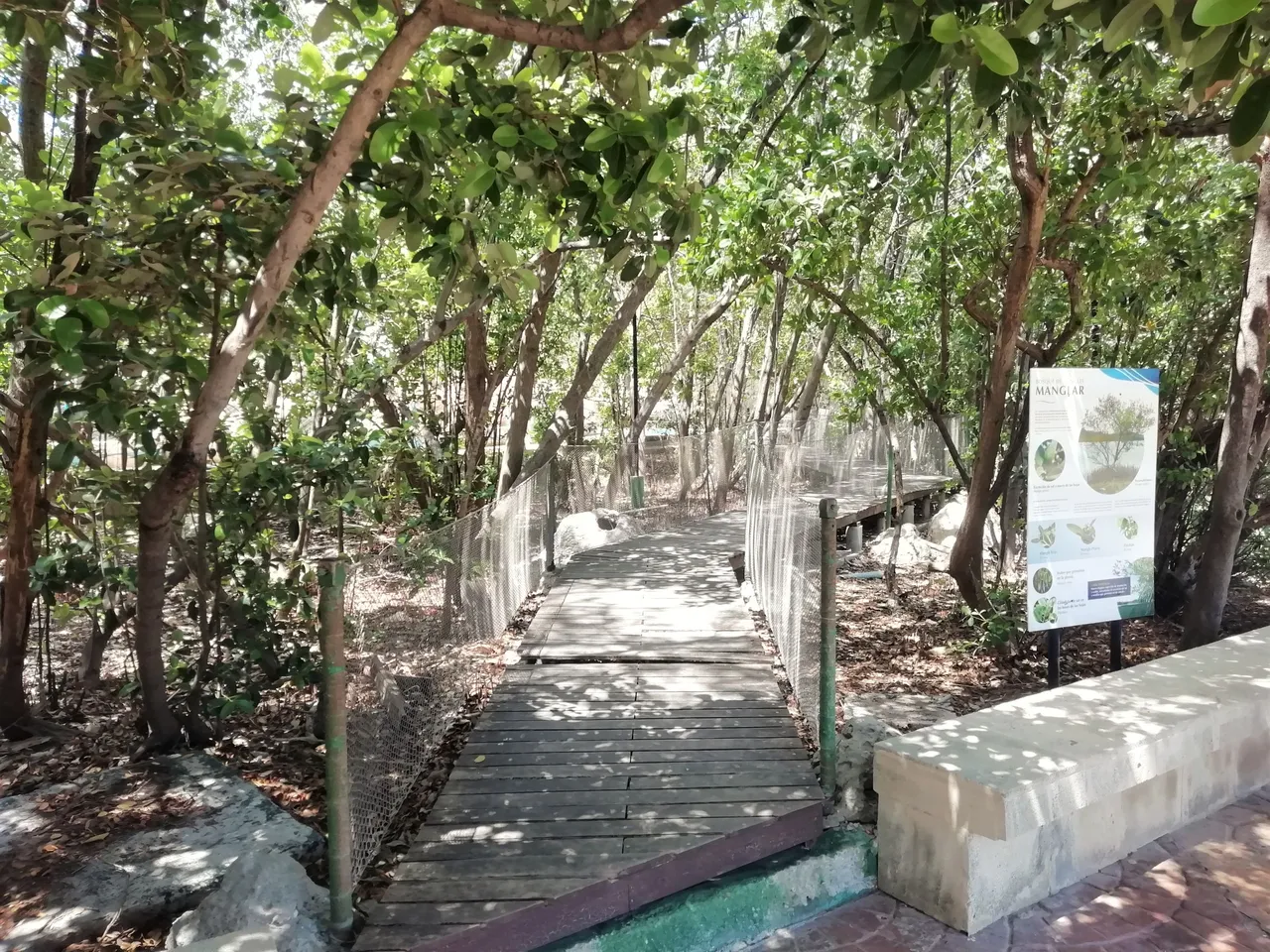 Manglar.jpg