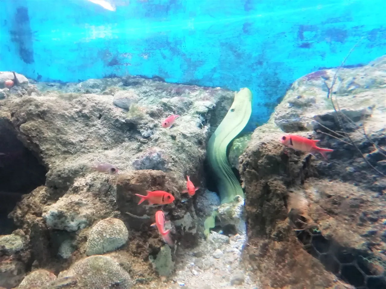 Peceras 5.jpg