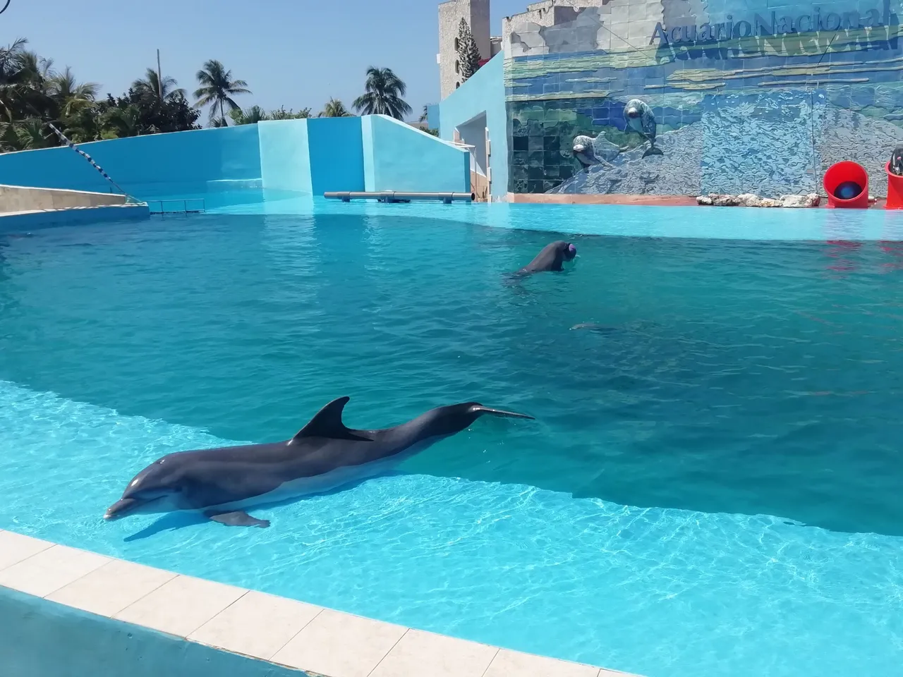 Delfines.jpg