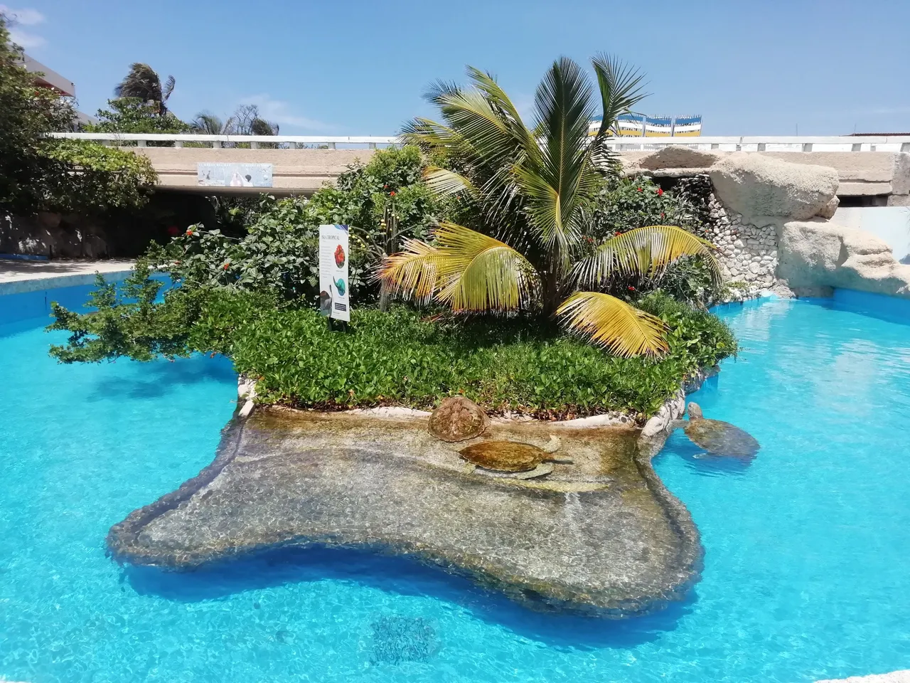 Tortugas1.jpg