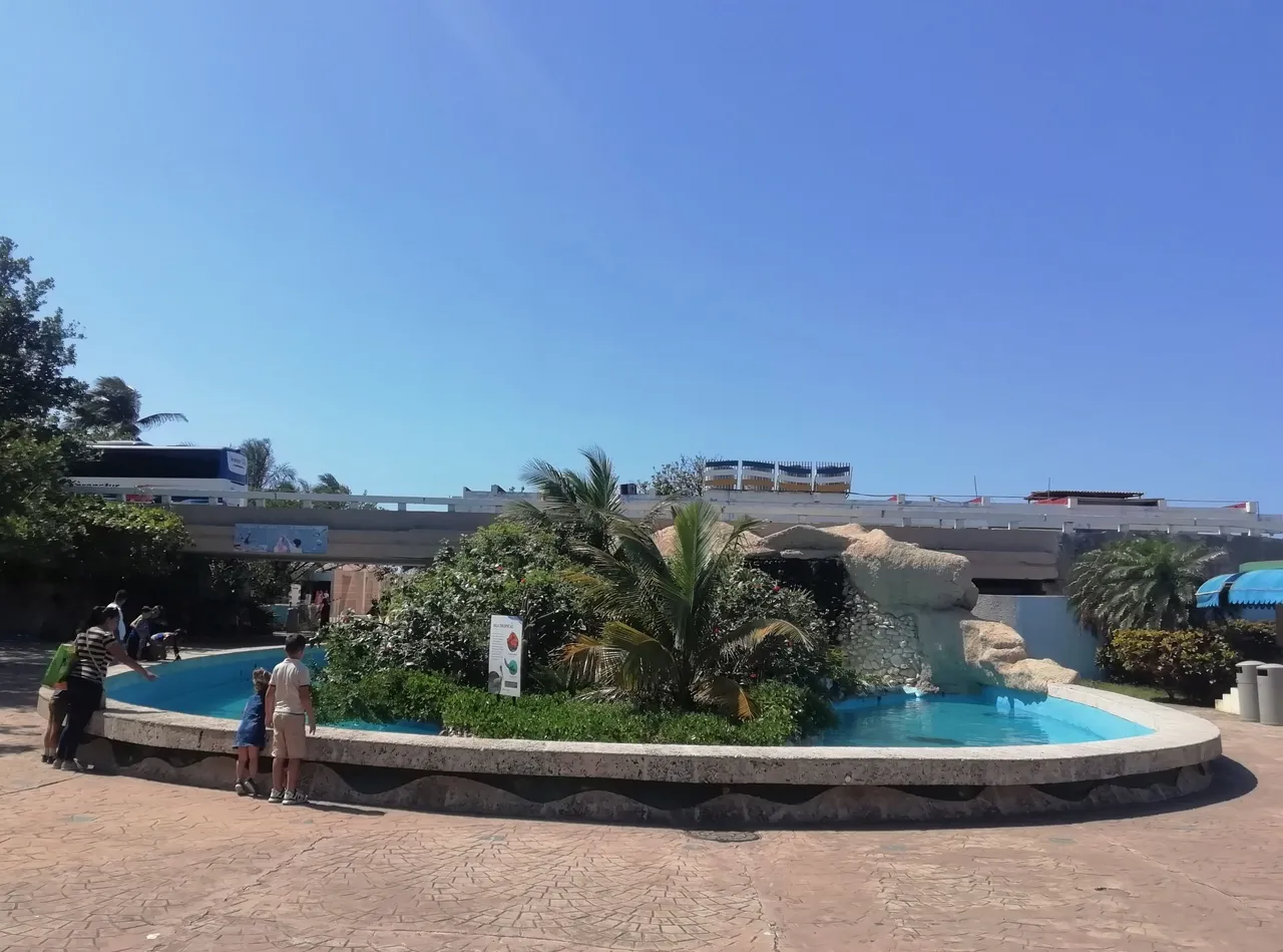 Tortugas.jpg