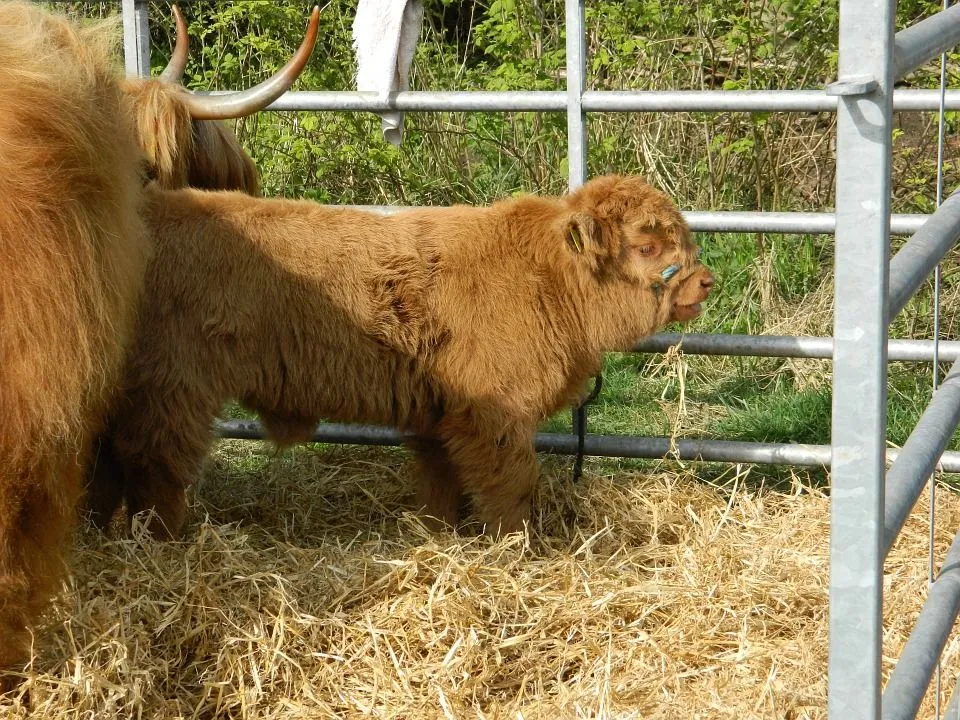 cow wooly pixa.jpg