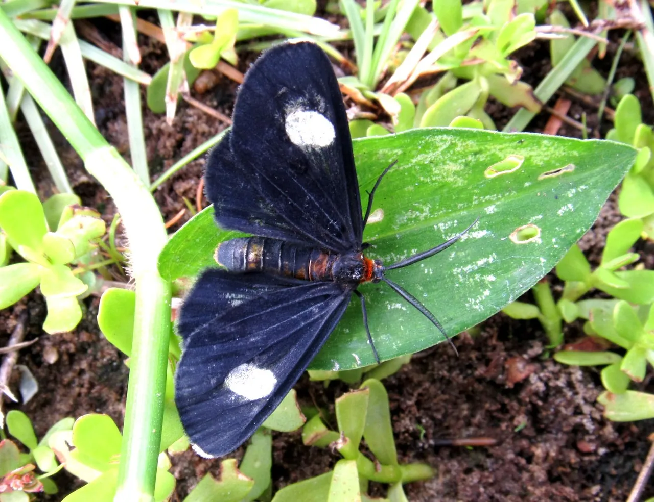 moth (2).JPG