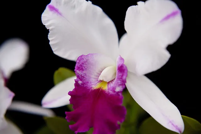 cattleya-g8be6a4252_640.jpg