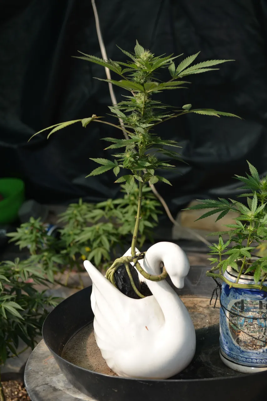 DSC_0043.JPG