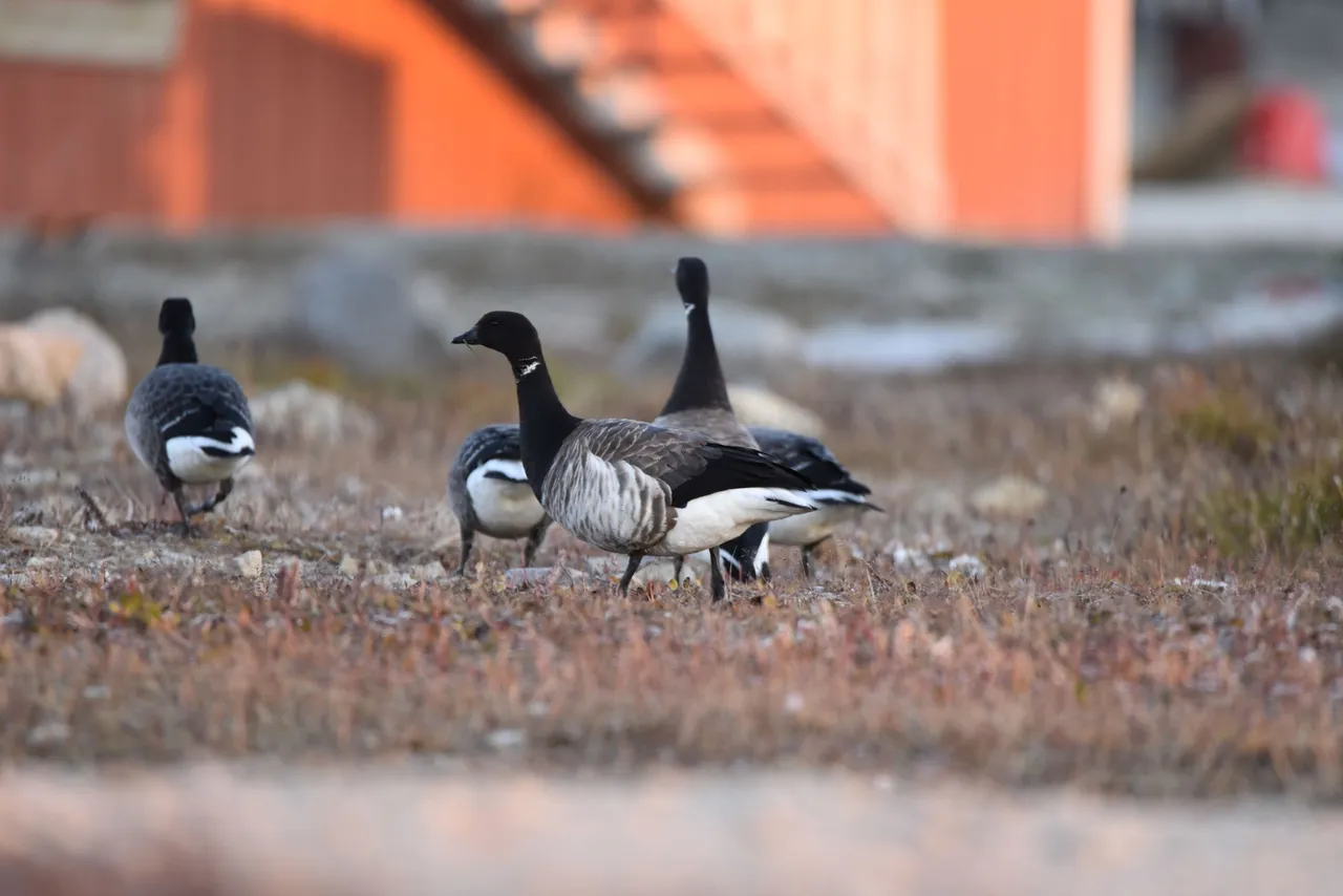 Brant Geese can easily be distinguished from their Canadian Goose counterparts by their long black balaclava.