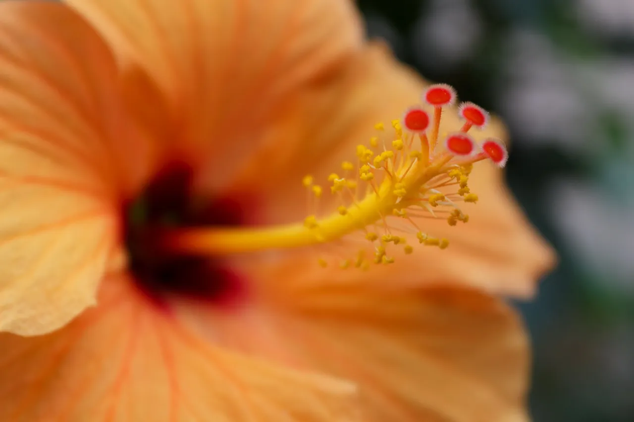 flowerclos.jpg