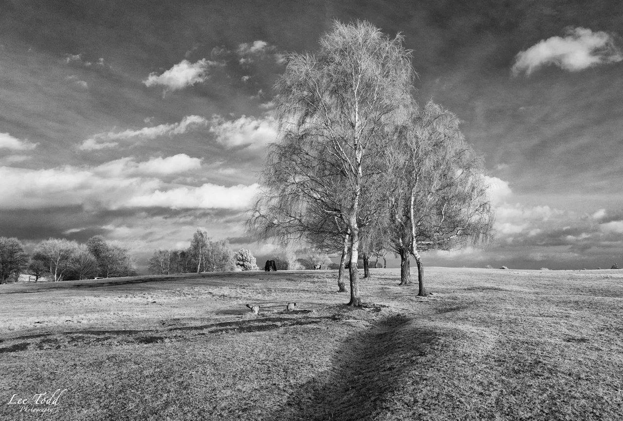 Heath Common Infrared-1374-Edit.jpg