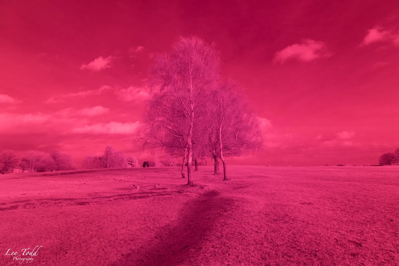 Heath Common Infrared-1374.jpg
