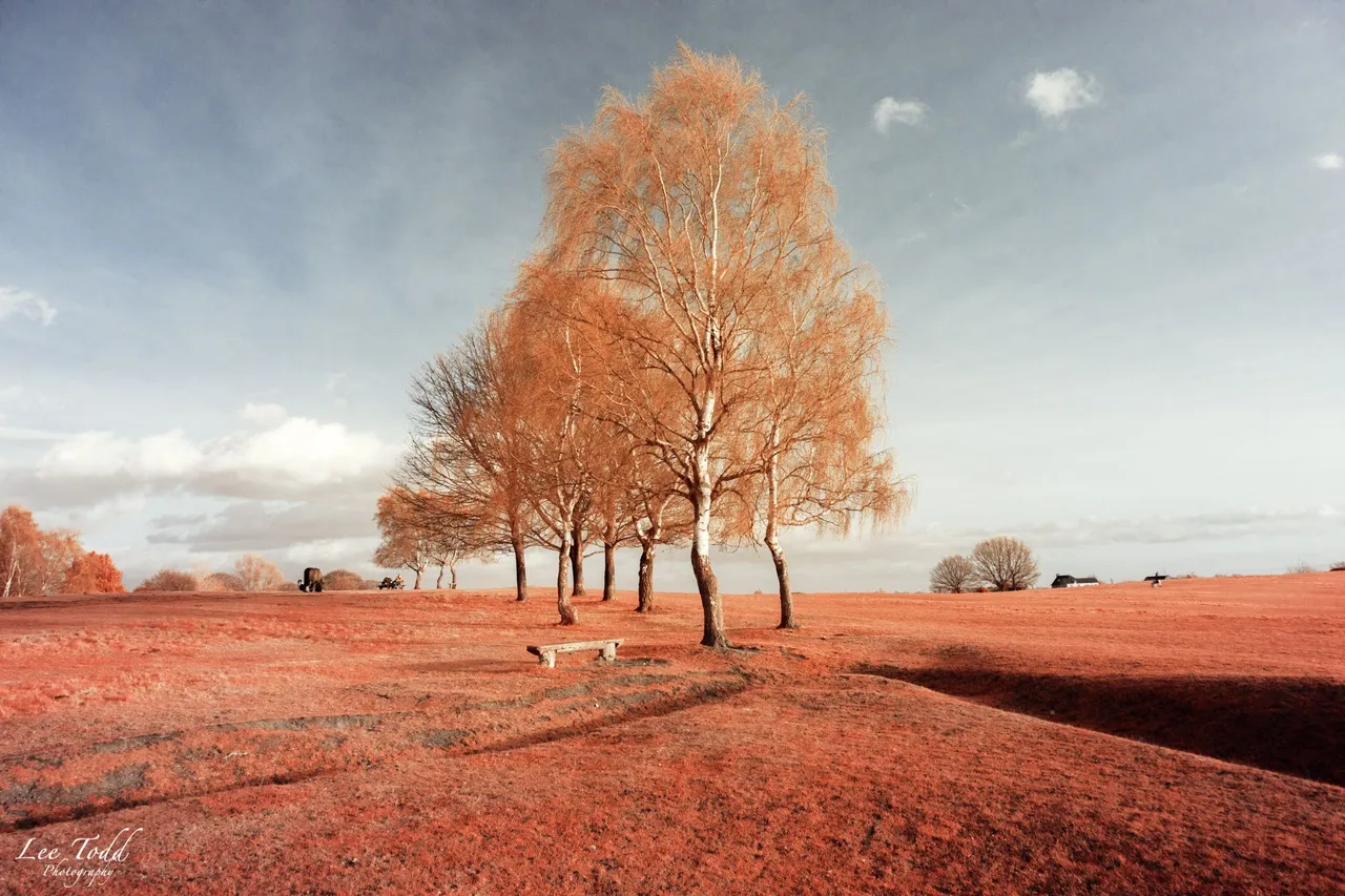 Heath Common Infrared-1368.jpg