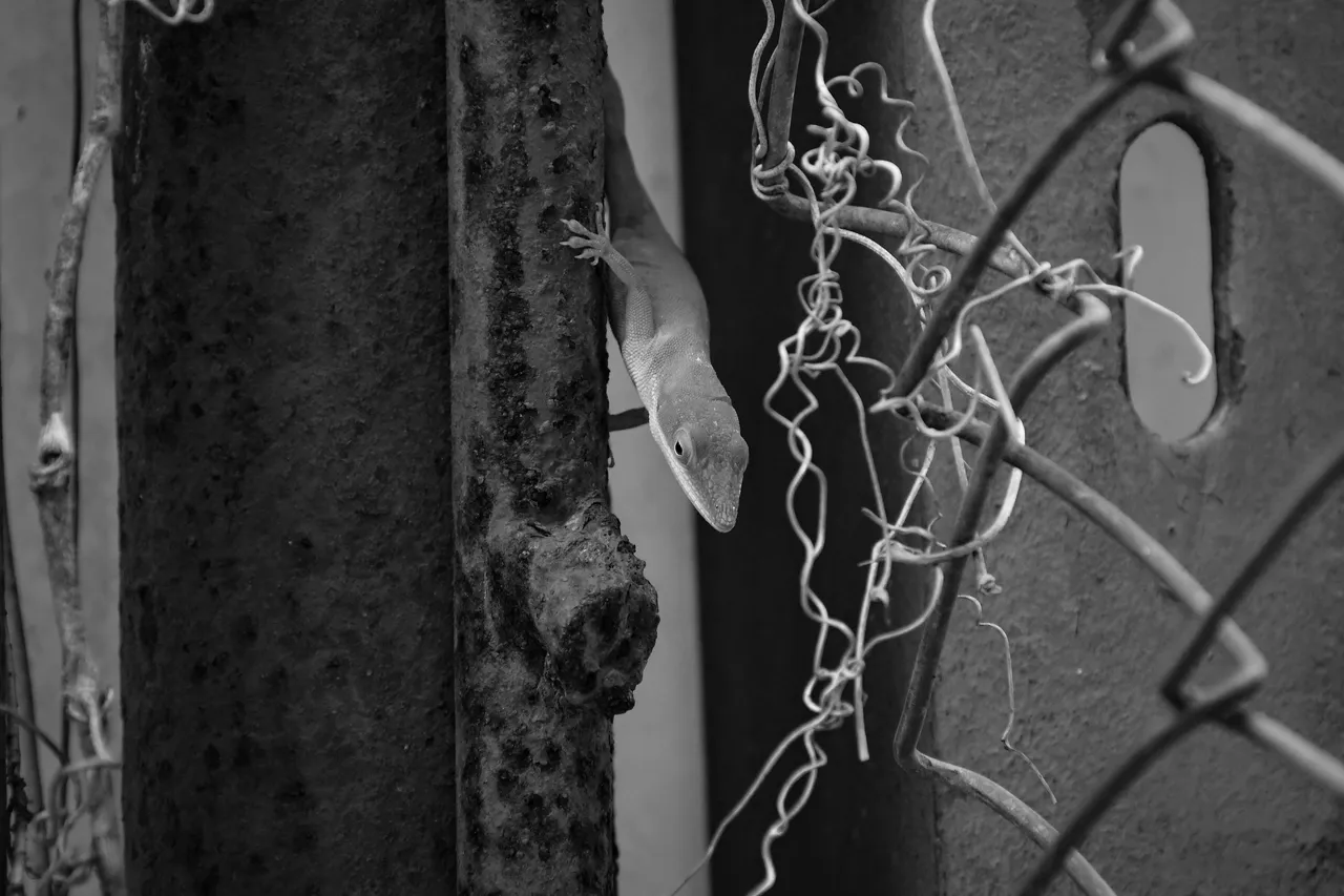 DSC_4118 copia.jpg